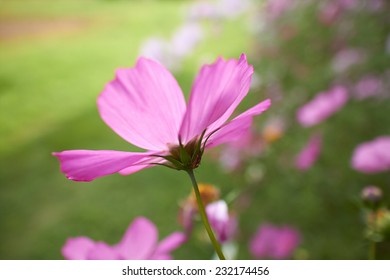 nice flowers