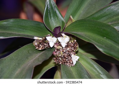 nice flowers close up