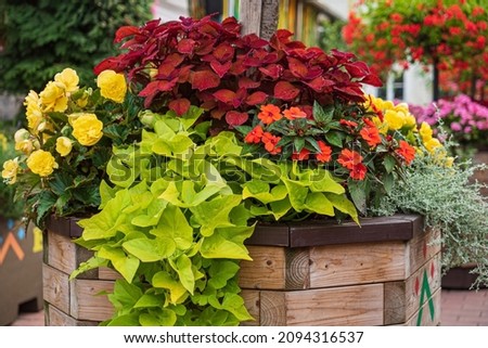 nice flowers in the containers