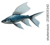 A nice flying fish whith pure white background.