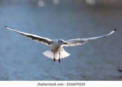 nice flying seagull close up