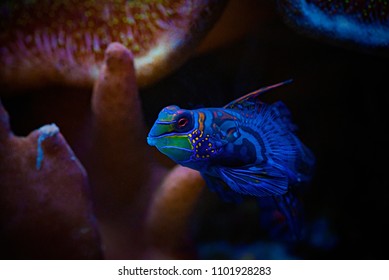 Nice full color aquarium mandarin fish posing on dark background