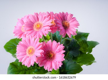 Nice Gerbera Flowers With Leaves Isolated On A Light Background.