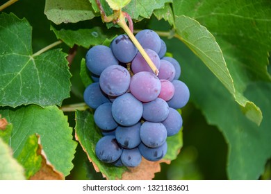 nice grape bunch