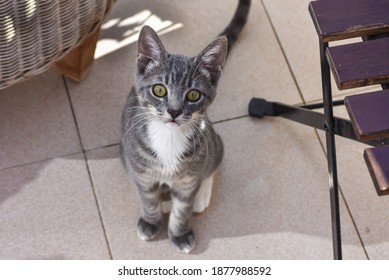 Nice Gray Tabby Cat, The Owner With Her Pet At Sunset