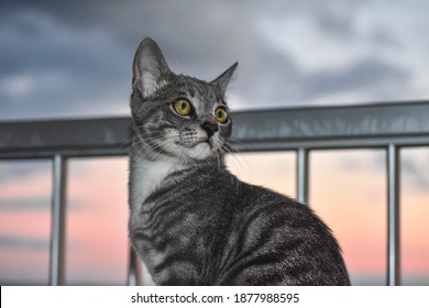 Nice Gray Tabby Cat, The Owner With Her Pet At Sunset