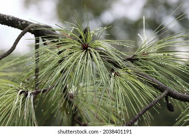 Nice Green Jeffrey Pine View