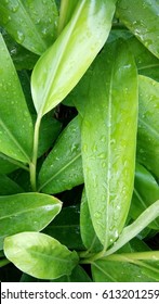 Nice green leaves - Shutterstock ID 613201259