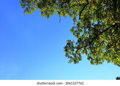 Nice Green Oak Trees And A Blue Sky. September Weather Outside. Stockholm, Sweden, Scandinavia, Europe.