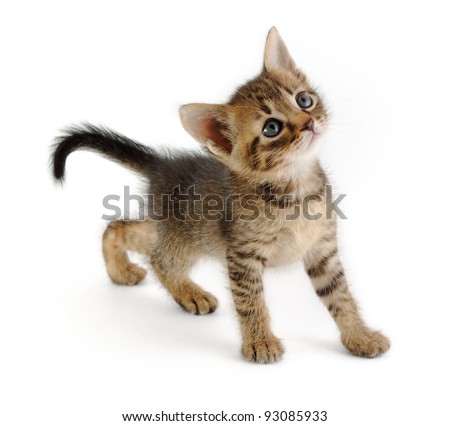 nice grey kitten looking up, very graceful, white background