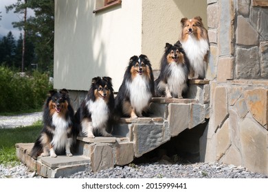 Nice Group Of Beautiful Purebred Sheltand Sheepdogs, Sheltie Sitting Outside On The Private House Stairs. Attentive Tricolor And Sable White Little Collie, Lassie Dogs Outdoors On Summer Sunny Day 