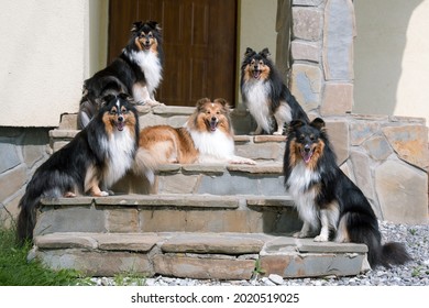Nice Group Of Beautiful Purebred Sheltand Sheepdogs, Sheltie Sitting Outside On The Private House Stairs. Attentive Tricolor And Sable White Little Collie, Lassie Dogs Outdoors On Summer Sunny Day 