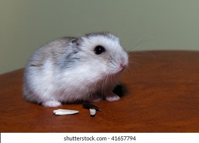 Nice Hamster