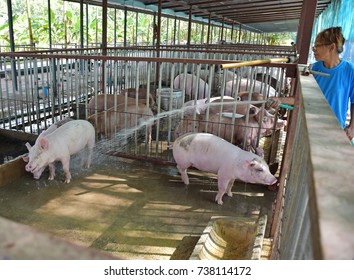 The Nice And Happy Pig Very Clean In The Farm. The Healthy Pig. Women Cleaning Pig Farm And Cleaning Pigs In The Farm. 