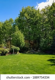 Nice Home Garden Design With Lawn And Different Decorative Trees, Bushes And Flowers In The Background.