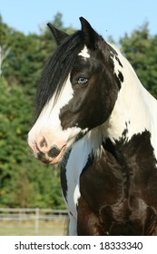 Blue eyes horse Images, Stock Photos & Vectors | Shutterstock