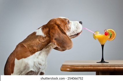 can a dog drink alcohol