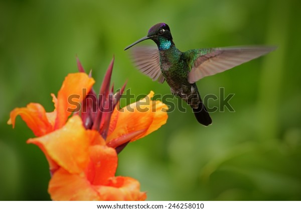 Nice hummingbird, Magnificent\
Hummingbird, Eugenes fulgens, flying next to beautiful orange\
flower with green forest in the background, Savegre, Costa\
Rica.