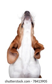 A Nice Image Of A Basset Hound Howling.