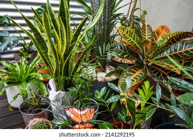 Nice Indoor Plants On A Terrace With Croton Petra, Sansevieria, Cactus, Olive Tree And Palms