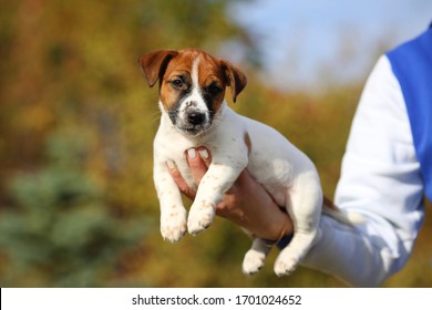 jack russell svájci kölykök anti aging