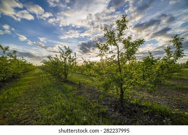 Nice And Juicy Apple Orchard In The Evening At Sunset