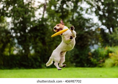 Nice jump by Jack Russell Terrier dog catching flying disk - Powered by Shutterstock