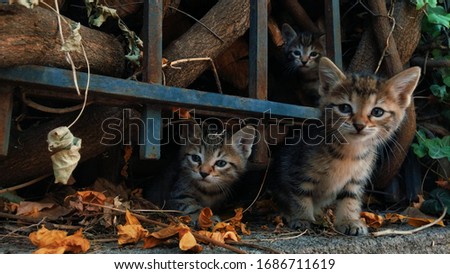 nice kittens closeup 
