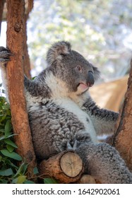 Nice Koala in a tree
