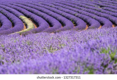 Nice Lavender Farm In Tasmania