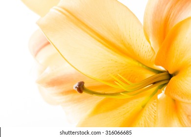 nice lily – Ảnh có sẵn