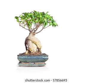 A Nice Little Bonsai Tree