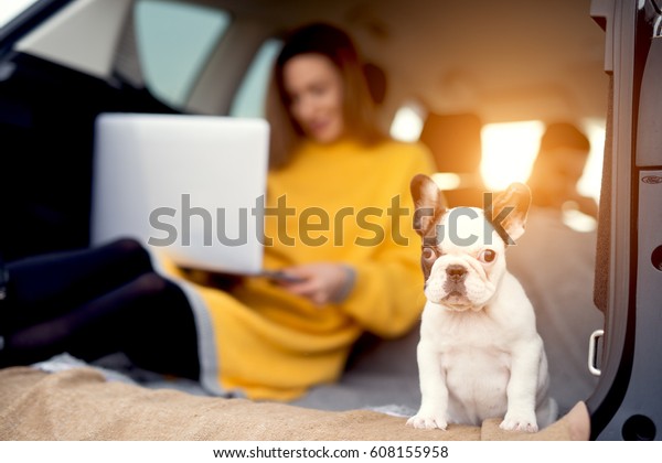 Nice little puppy sitting in car\
trunk. Beautiful woman with laptop on knees on\
background.