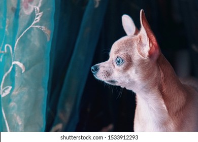 toy deer head chihuahua