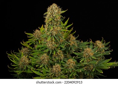 Nice Mature Cannabis Plant With Huge Buds On Black Background. Bruce Banner Auto Flower Variety.