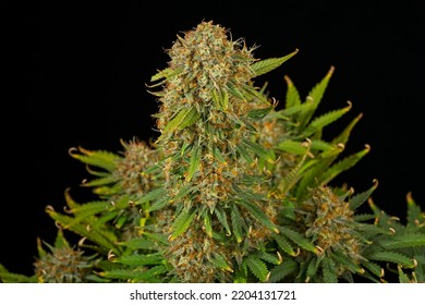 Nice Mature Cannabis Plant With Huge Buds On Black Background. Bruce Banner Auto Flower Variety.