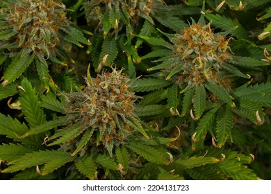 Nice Mature Cannabis Plant With Huge Buds On Black Background. Bruce Banner Auto Flower Variety.