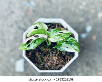 Nice Monstera Adansonii Albo Variegated