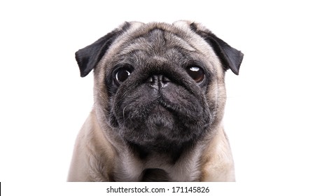 Nice Mops Dog Isolated On White Stock Photo 171145826 | Shutterstock