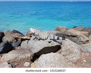 Nice Neighbour In Aruba – Hello Lizard