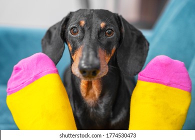 Nice Obedient Dachshund Dog Sits On Sofa, Looks At Owner Through Legs And Begs. Human Feet In Bright Yellow And Pink Socks With Space Logo Or Ornament, Advertising Clothing.