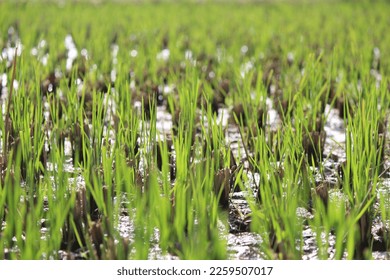 nice oic from a paddy field