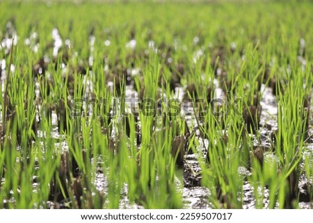 nice oic from a paddy field