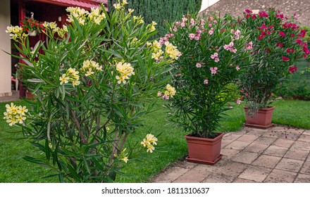 Nice Oleander In The Garden In Summer