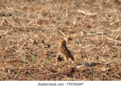 the nice owl