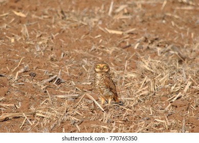 the nice owl