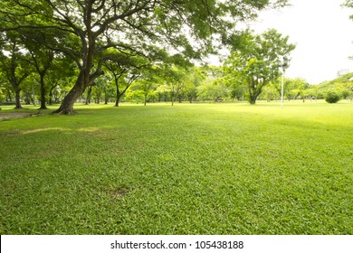 Nice Park In The City With Trees And Grass