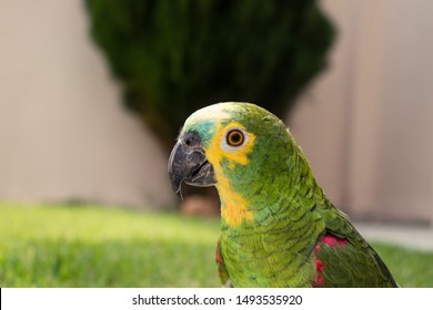 A nice parrot curious about the camera - Amazona
