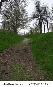Nice path surrounded with cherry trees