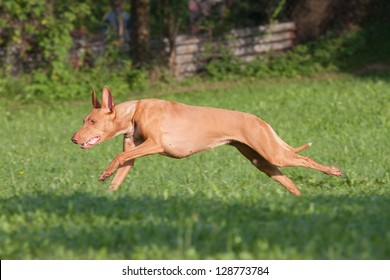 Nice Pharaoh Hound Dog Running